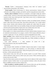 Žmogaus sandara. Pirmoji pagalba 17 puslapis