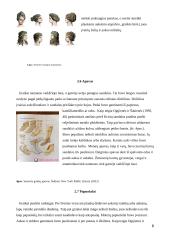 Senovės Graikijos išvaizdos kultūros ypatumai ir reikšmė visuomenei 7 puslapis