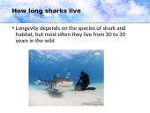 Who are the sharks 5 puslapis