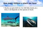 Who are the sharks 6 puslapis