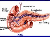 Kasa ir jos sandara 5 puslapis