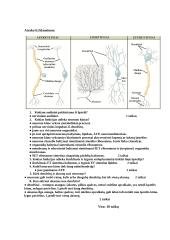 Nervai: vienpolis, dvipolis, daugiapolis (su atsakymais) 2 puslapis