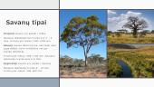 Visa informacija apie savaną 4 puslapis