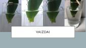 Vegetatyvinis augalo dauginimas 4 puslapis