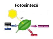 Fotosintezės procesas augaluose