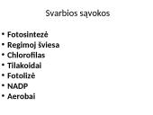 Fotosintezės procesas augaluose 2 puslapis