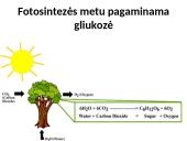 Fotosintezės procesas augaluose 12 puslapis