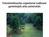 Fotosintezės procesas augaluose 13 puslapis