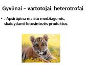 Fotosintezės procesas augaluose 14 puslapis