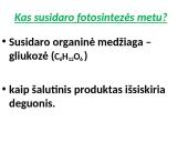 Fotosintezės procesas augaluose 15 puslapis