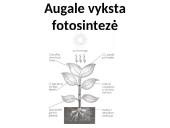 Fotosintezės procesas augaluose 16 puslapis