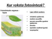 Fotosintezės procesas augaluose 17 puslapis