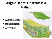 Fotosintezės procesas augaluose 18 puslapis