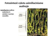 Fotosintezės procesas augaluose 19 puslapis