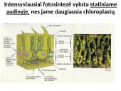 Fotosintezės procesas augaluose 20 puslapis