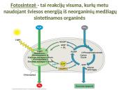 Fotosintezės procesas augaluose 3 puslapis