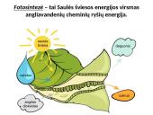 Fotosintezės procesas augaluose 4 puslapis