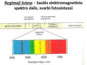 Fotosintezės procesas augaluose 5 puslapis