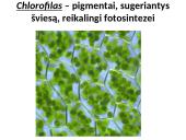 Fotosintezės procesas augaluose 6 puslapis