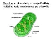 Fotosintezės procesas augaluose 7 puslapis