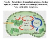 Fotosintezės procesas augaluose 8 puslapis