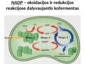 Fotosintezės procesas augaluose 9 puslapis