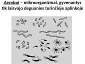 Fotosintezės procesas augaluose 10 puslapis
