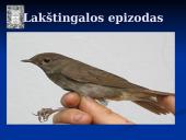 "Metai" - lakštingalos epizodo analizė  7 puslapis