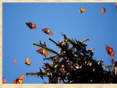 Centrinės Amerikos civilizacijos ir jų kultūrinis paveldas 15 puslapis