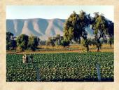 Centrinės Amerikos civilizacijos ir jų kultūrinis paveldas 17 puslapis