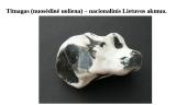 Žemės geologinė raida. Lietuvos gelmių turtai 8 puslapis