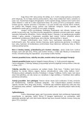 Istorijos ženklai Antano Škėmos romane “Balta drobulė” 2 puslapis