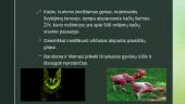 Genetiškai modifikuoti gyvūnai bei jų reikšmė 6 puslapis