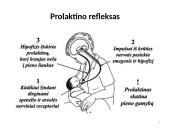 Kūdikių maitinimas: žindymas arba natūralus maitinimas, maitinimas pro zondą 11 puslapis