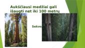 Pasaulio miškai 12 puslapis