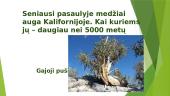 Pasaulio miškai 13 puslapis