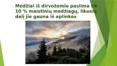 Pasaulio miškai 15 puslapis
