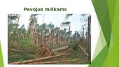 Pasaulio miškai 19 puslapis