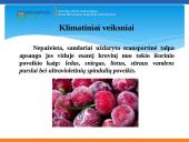 Krovinių vežimo technologijos 13 puslapis