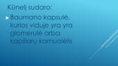 Nefrono sandara. Filtravimas. Reabsorbcija. Šlapimo susidarymas. Šlapimo sudėtis 3 puslapis