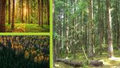 Vidutinio klimato juostos miškų augalija ir gyvūnija 9 puslapis