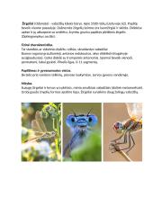 Žirgeliai - charakteristikos, paplitimas, mityba