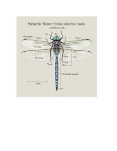 Žirgeliai - charakteristikos, paplitimas, mityba 2 puslapis