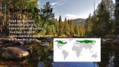 Taigos klimatas, augalija bei gyvūnija 2 puslapis