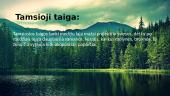 Taigos klimatas, augalija bei gyvūnija 4 puslapis