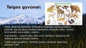Taigos klimatas, augalija bei gyvūnija 6 puslapis