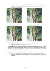 Rastrinės ir vektorinės grafikos kūrimas 4 puslapis