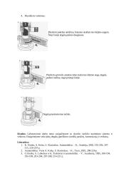 Sekcijiniai dyzelio didelio slėgio degalų siurbliai 3 puslapis