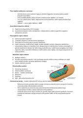 Ląstelinis kvėpavimas - medžiaga 4 puslapis