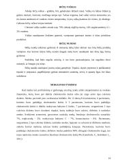 Medaus cheminės sudėties analizė 13 puslapis